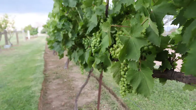 Sus viñedos llenan de verde las tierras de Tequisquiapan